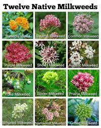 Swamp Milkweed Kim Smith Films