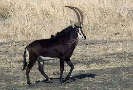 Sable Antelope South Africa Kruger National Park