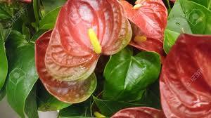 They will gladly take all your loving and grow happily in any kind of planter. Anthurium Andraeanum Lady Jane Perennial Herb With Large Dark Red Heart Shaped Spathes And Yellow Tail Like Spadix Tropical House Plant Stock Photo Picture And Royalty Free Image Image 39219699