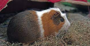 Möchte man erfahren, welches alter ein meerschweinchen grob in menschenjahren besitzt, muss man das alter des kleinsäugers mit zehn multiplizieren. Cuys Die Riesen Unter Den Meerschweinchen Meerschwein Sein