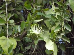 Image result for Maerua