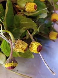 Image result for Spilanthes