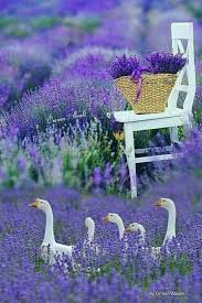 Pin Di Warusfelal Su Animaux Immagini Della Natura Natura Campi Di Lavanda