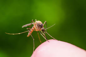 We did not find results for: The 10 Mosquito Repelling Plants You Need In Your Garden