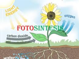 Image result for fotosintesis