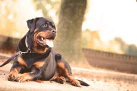 Elena is the sweetest boston terrier puppy. Working With All Breeds Of Dogs Buckeye Dog Training