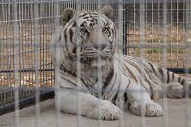 Check spelling or type a new query. The Truth Behind White Tigers Ifaw