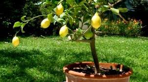Epingle Sur Potager