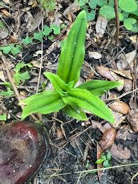 Image result for Sorghastrum fuscescens