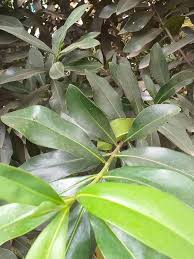 Image result for Warburgia ugandensis