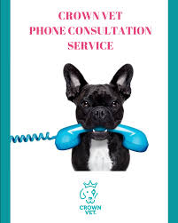 New delhi wz79, pillar no. Crown Vet Home Facebook