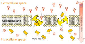 Secondary Active Transport Wikilectures