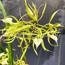 Image result for Vandellia subracemosa