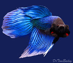 Frequently sold in individual containers, you might male and female betta fish will look very similar when young. Siamese Fighting Fish At Aquariumfish Net Where Shopping Online Forbetta Fish Is Fun