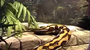 Ular anaconda terbesar di dunia makan manusia. Ular Terbesar Di Dunia Sangat Menajubkan Dan Menakutkan By Maning Maning