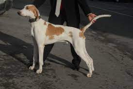 C'est une race très rare, qui n'est présente qu'en france métropolitaine 1. Grand Anglo Francais Blanc Et Orange Brit