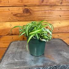 Image result for Chlorophytum africanum