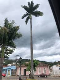 Image result for Roystonea oleracea