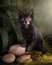 Lykoi Cats – Werewolf Cats