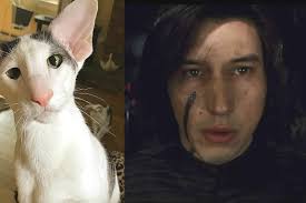 There S Now Another Adam Driver Cat And The Force Is Strong With Him Hellogiggles