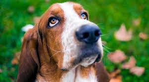 Basset hound loma linda, california, united states. Basset Hound Breed Information Facts Traits Pictures More
