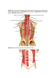 Muscles of the back can be divided into superficial, intermediate, and deep group.since the all the back muscles originate in embryo (fetus) form by locations other than the back, muscles in the. Muscles Of The Deep Back Abdominal Wall And Pelvic Pages 1 4 Flip Pdf Download Fliphtml5
