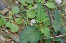 Image result for Boerhavia erecta