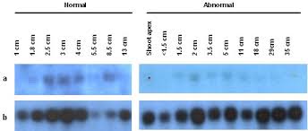 We enjoy a high status among consumers,with a numbers of retainers and agents to establish a long term stable. Analysis And Functional Annotation Of Expressed Sequence Tags Ests From Multiple Tissues Of Oil Palm Elaeis Guineensis Jacq Springerlink