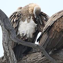 The osprey is usually placed in a separate family (pandionidae), as is the secretary bird ( White Backed Vulture Wikipedia