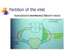 It refers to a thickening of connective tissue that covers the apex of each human lung. Good Morning Thoracic Cage Thoracic Wall Intercostal Space