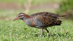 Burung Weris Burung Cantik Khas Minahasa Greeners Co