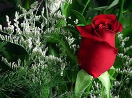 Posted on july 31, 2017. Best Romantic Valentine S Day Flowers 2017 Images Collection Fashion Cluba