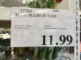 Use one bulb per vase. Tulip Bulbs In Vase Costcochaser