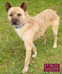 Adopt Skip On Petfinder Terrier Mix Dogs Dogs Border Terrier