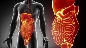 The video is available for download. Male Abdominal Organs Anatomy Video By C Cliparea Stock Footage 54796701