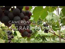 Katanya, bukan di tanah rata, bukan di brinchang dan bukan juga di tringkap.tetapi terletak di ringlet, jalan lembah bertam yang memang jauh dari tempat tumpuan pelancong yang havoc di. Cameron Highlands Grapes Farm Harvesting Season Youtube
