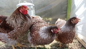 Can wyandotte chickens tolerate heat? Wyandotte Chicken Breeds Care Eggs And All Information