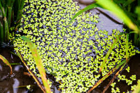 Image result for Spirodela