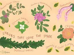 What are the best bushes for shade? 30 Best Shrubs For Shade
