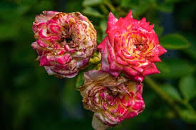 Die meisten rosen bevorzugen einen sonnigen, luftigen standort; Verbluhte Rosen Schneiden So Geht S Lubera Blog