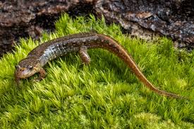 Image result for Secamone delagoensis