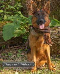 German shepherd puppies available in southern wisconsin, minnesota & northern illinois. Mittelwest German Shepherds Home Facebook