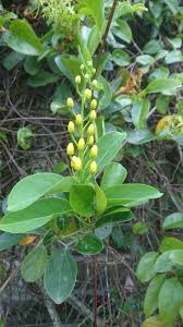 Image result for Tristellateia