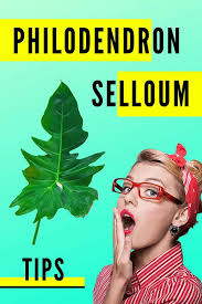 We did not find results for: Philodendron Selloum Tree Philodendron Plant Care Guide