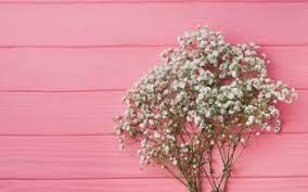 4k Ultra Hd Baby S Breath Wallpapers Background Images