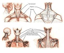 Flat bones can also provide protection of soft tissues. How To Draw The Neck And Shoulders With Jake Spicer How To Artists Illustrators Original Art For Sale Direct From The Artist