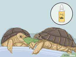 Hewan yang masuk dalam filum chordate ini bertelur untuk berkembang biak. 4 Cara Untuk Mengembangbiakkan Kura Kura Wikihow