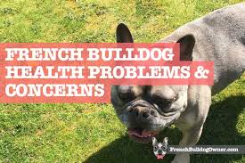 Most frenchies shed the most when they lose their undercoat in the spring and fall. French Bulldog Health Issues 31 Common Health Problems Concerns