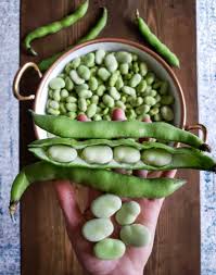 They're incredibly versatile and are an important staple of numerous food cultures. How To Grow Use Fava Beans Broad Beans As Food Cover Crops Homestead And Chill