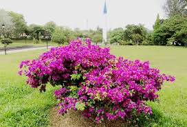 Be the first to review elizabeth angus bougainvillea cancel reply. Laman Kambatik Plants List 3rd Ed Bougainvillea Elizabeth Angus